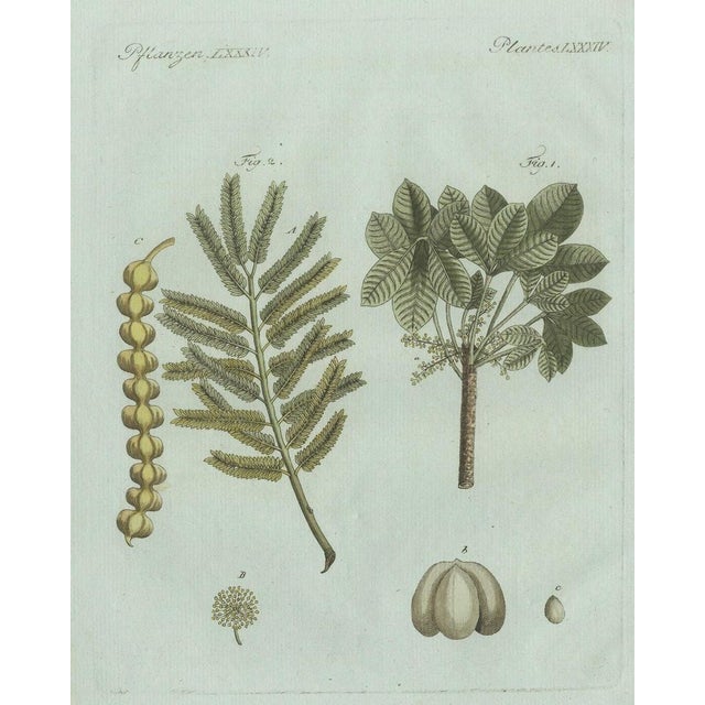 Original antique botanical print of manna ash and sarsaparilla by bertuch, c. 1805 original antique hand-colored copper...