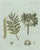 Original antique botanical print of manna ash and sarsaparilla by bertuch, c. 1805 original antique hand-colored copper...