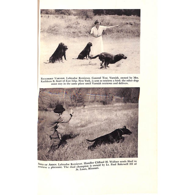 "Retriever Gun Dogs" 1945 Brown, William F. For Sale - Image 4 of 4