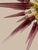 2020s Hand-Blown Murano Glass Sputnik Chandelier, 51 Clear and Amethyst Tips, Brass Frame For Sale - Image 5 of 5