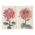 Ruby Petals Diptych – Vintage Japanese Botanical Prints (Set of 2), 40" X 60" For Sale