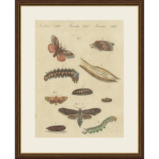 This hand coloured copper engraving shows three moths with their caterpillars, pupae and a cocoon, on a plate from the...
