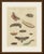 This hand coloured copper engraving shows three moths with their caterpillars, pupae and a cocoon, on a plate from the...