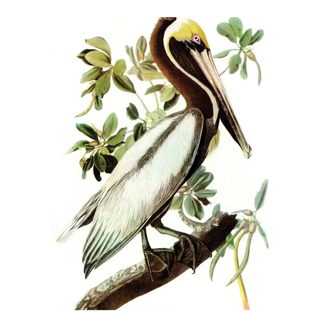 Audubon 15, Unframed Artwork For Sale