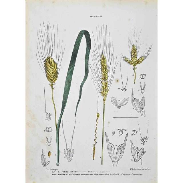 Vincenzo Tenore, The Graminaceae, Lithograph, 1870s For Sale