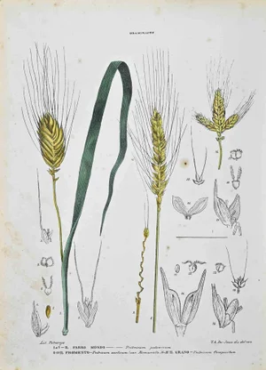 Vincenzo Tenore, The Graminaceae, Lithograph, 1870s