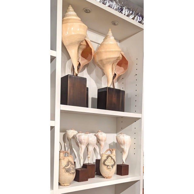 Syrinx Aruanus Australian Trumpet Conch Shell on Stand For Sale In Miami - Image 6 of 6