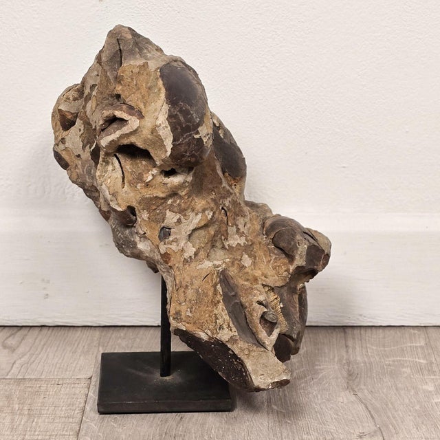 Large Ancient Concretion of Fossilized Shells & Sediment, Likely Cambrian Period For Sale - Image 4 of 5