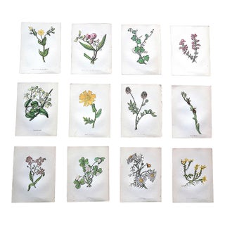 Authentic Antique 19th Century Anne Pratt Botanical Chromolithographs - Set of 12 For Sale