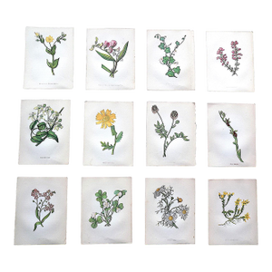Authentic Antique 19th Century Anne Pratt Botanical Chromolithographs - Set of 12