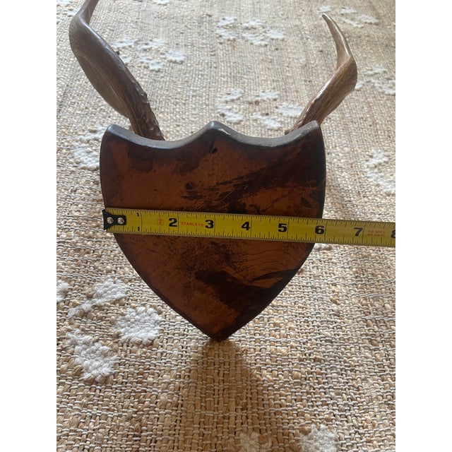 Bone 1948 Wall Hanging Vintage Antler Wall Hanging Plaque Mount With Velvet For Sale - Image 7 of 11
