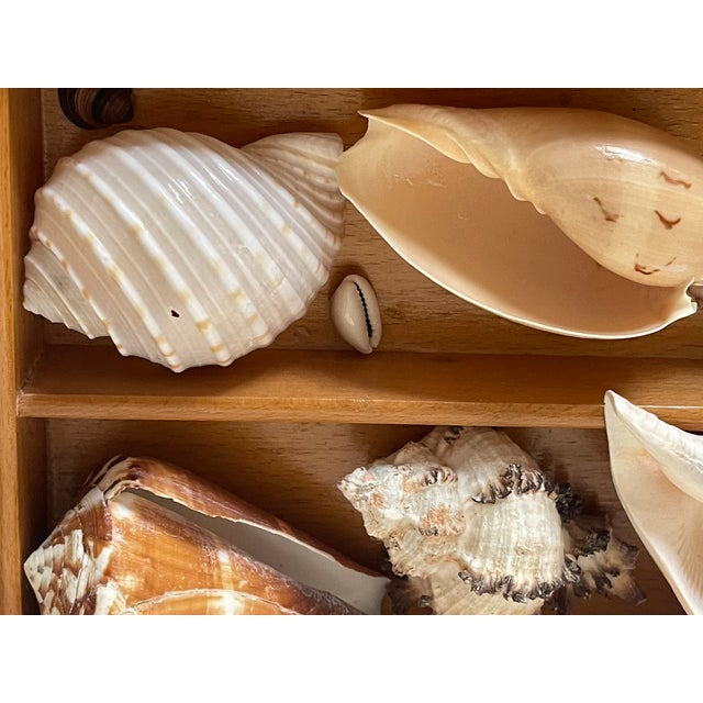 Coastal Antique Sea Shell Display Selection in Wooden Trayin For Sale - Image 3 of 5