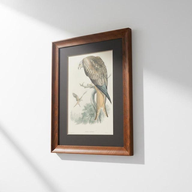 19th-Century Framed John Gould Red Kite | Original Antique Bird Print For Sale - Image 4 of 12
