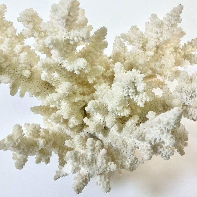 Coastal Boho Chic Natural Ivory White-Dove Grey Branch Coral Specimen. For Sale - Image 11 of 12