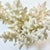 Coastal Boho Chic Natural Ivory White-Dove Grey Branch Coral Specimen. For Sale - Image 11 of 12