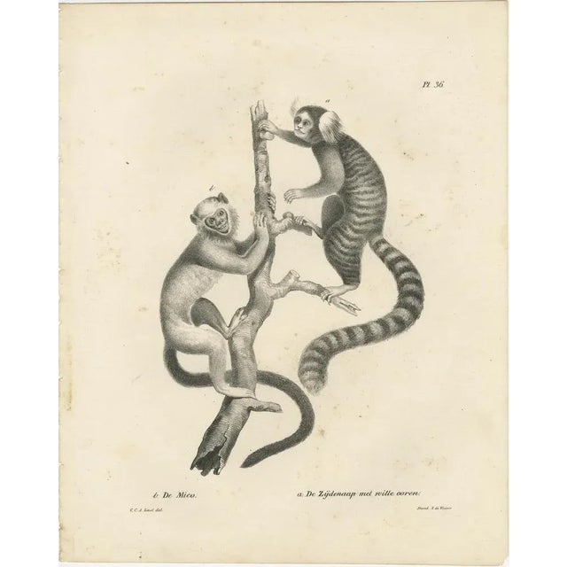 Carel Christiaan Antony Last, Saimiri, Night Monkey, Mico and Silky Monkey, 1836, Lithographs on Paper, Set of 2 For Sale - Image 3 of 6