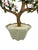 Vintage 1970s Pink Glass Bonsai Tree Statue With Celadon Potted Base For Sale - Image 9 of 12