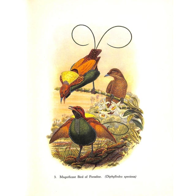 Paper "Tropical Birds" 1948 Sitwell, Sacheverell For Sale - Image 7 of 10
