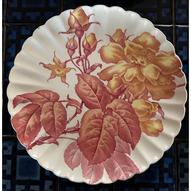 Late 19th Century Antique 1880’s Tc Brown Westhead Moore & Co Scalloped Edge Botanical Plates 8.5” ~ Set of 6 For Sale - Image 5 of 11