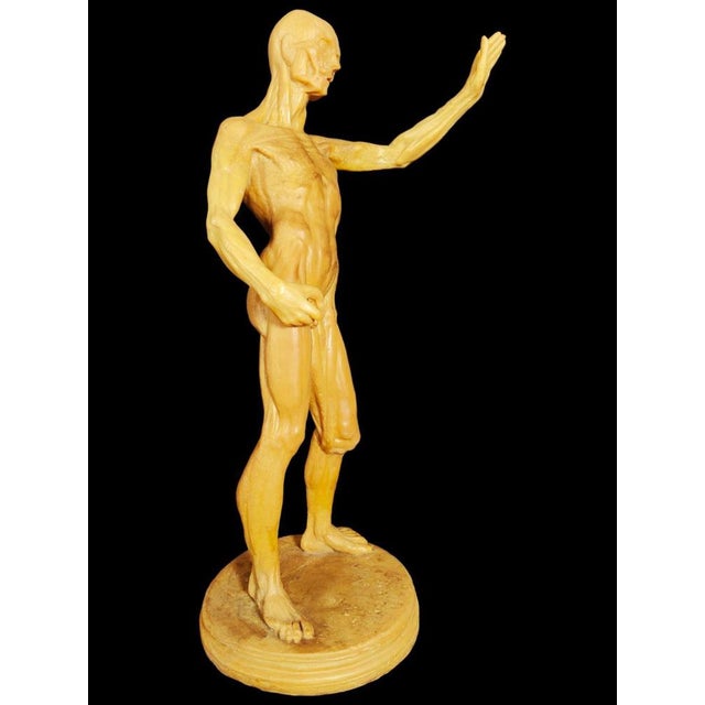 Anatomical Wax Model, 18th Century For Sale - Image 6 of 14