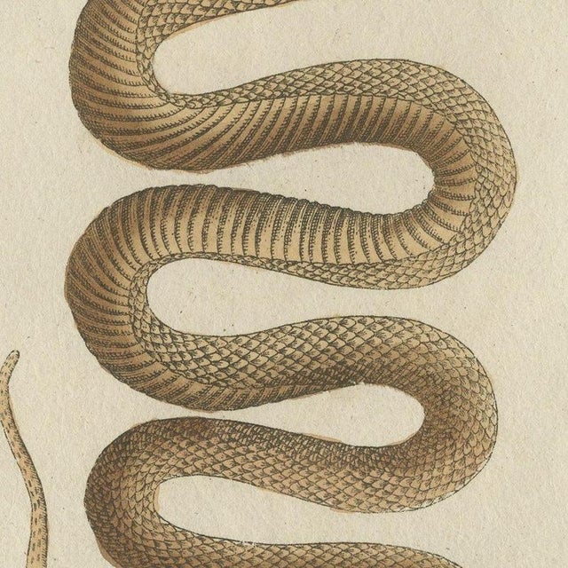 Bertuch, Black Snake with Hummingbird, 1805, Print For Sale - Image 4 of 12