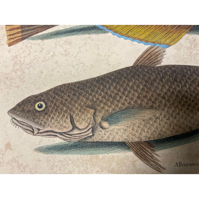 Mark Catesby Engraving, "Puddingwife Wrasse and Carolina Whiting Fish" For Sale - Image 10 of 11