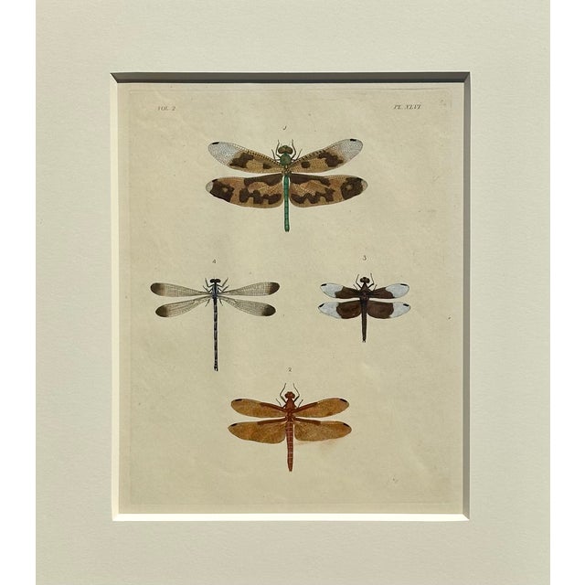 American Dragonfly Study, Original Print by Dru Drury, 1837 For Sale - Image 3 of 5