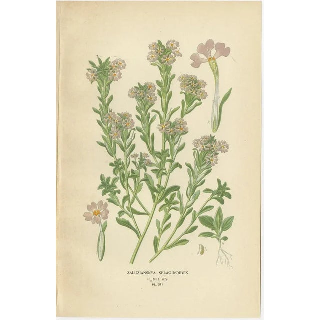 Beard-Tongue, Collinsia, Zaluzianskya and Monkey Flower, 1897, Paper, Set of 4 For Sale - Image 4 of 6