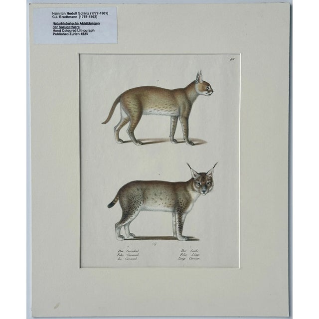 Lynx & Caracal Cats Original Hand Colored Lithograph by Schinz, 1824 For Sale - Image 4 of 4
