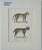 Lynx & Caracal Cats Original Hand Colored Lithograph by Schinz, 1824 For Sale - Image 4 of 4