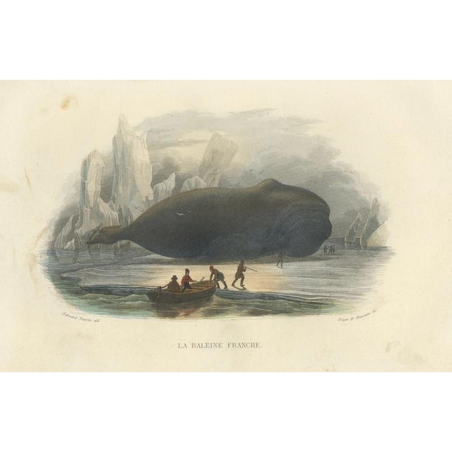 After Édouard Traviès, The Right Whale, 1840, Hand-Colored Engraving For Sale - Image 9 of 9