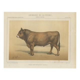 Borie, Parthenais Bull, French Cattle Breed, 1863, Chromolithograph For Sale