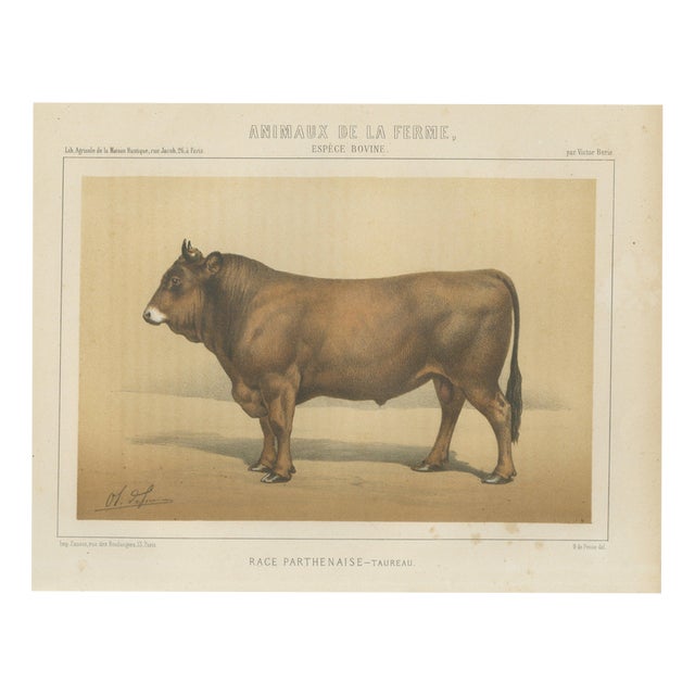 Borie, Parthenais Bull, French Cattle Breed, 1863, Chromolithograph For Sale