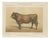 Borie, Parthenais Bull, French Cattle Breed, 1863, Chromolithograph For Sale