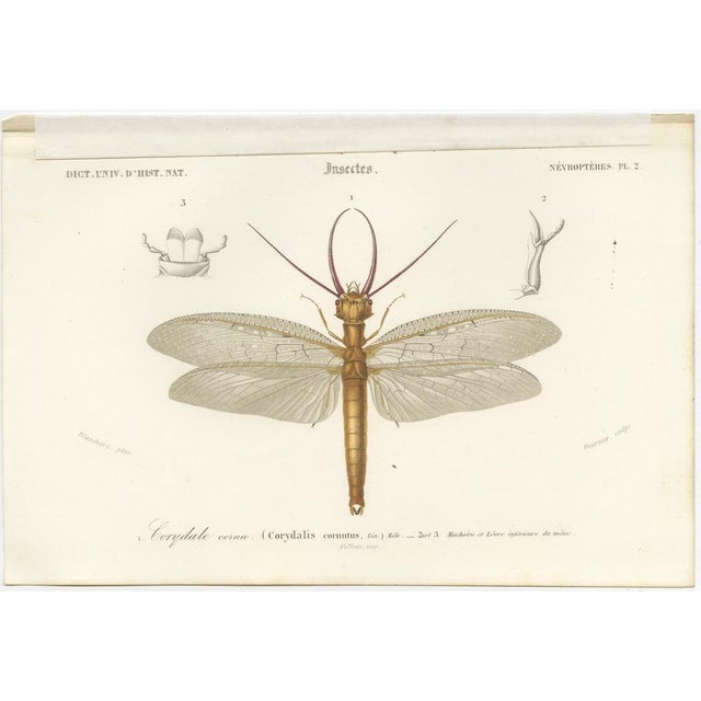 Lantern Fly and Cicada and the Eastern Dobsonfly, 1861, Paper, Set of 3 For Sale - Image 4 of 6