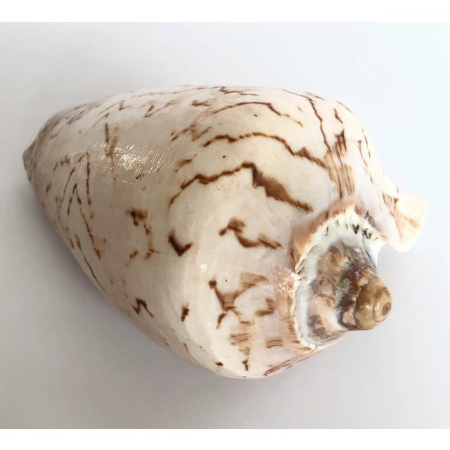 Collection of Three Seashells For Sale - Image 6 of 9