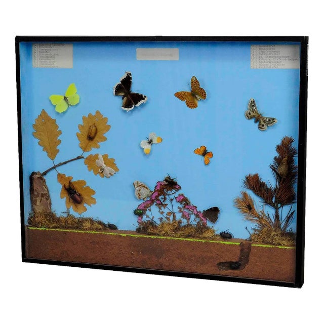 School Teaching Display of the Insects of the Forest Edge For Sale