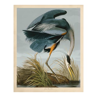 Audubon American Great Blue Heron Giclee Print For Sale