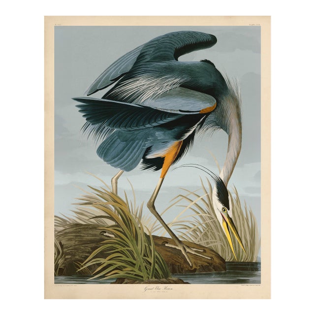 Audubon American Great Blue Heron Giclee Print For Sale