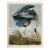 Audubon American Great Blue Heron Giclee Print For Sale