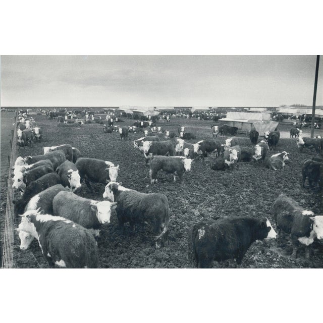 Cows, Texas, 1960s, Black and White Photograph For Sale