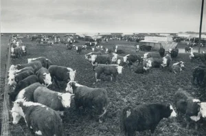 Cows, Texas, 1960s, Black and White Photograph