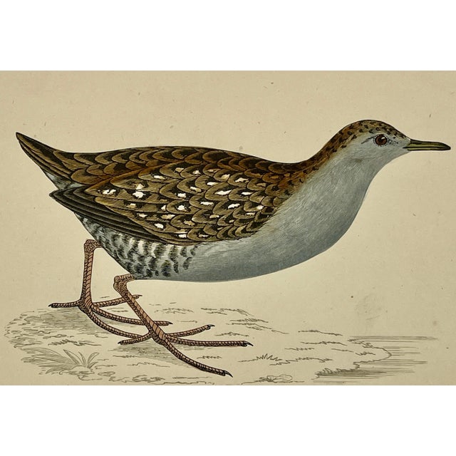 Antique Hand Tinted Bird Print From England Featuring a Baillon’s Crake - Circa 1880 For Sale - Image 11 of 12