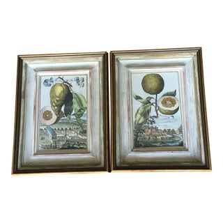 1900s English Hand Colored Engravings of Citrus Fruits, Framed - a Pair For Sale