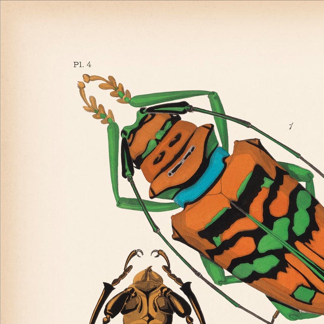 We are thrilled to present the exquisite Séguy Insects #4, available exclusively on Chairish, in the standard 14x18-inch...