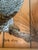 Late 20th Century Reverse Painting on Glass of Great Horned Owl on a Pine Branch For Sale - Image 6 of 6