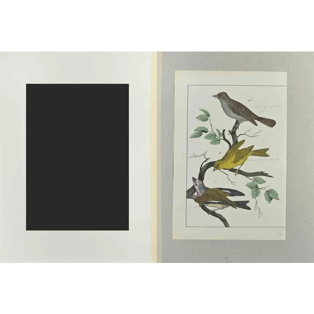 Wild Canary is an Etching hand colored realized by Gotthilf Heinrich von Schubert - Johann Friedrich Naumann, Illustration...