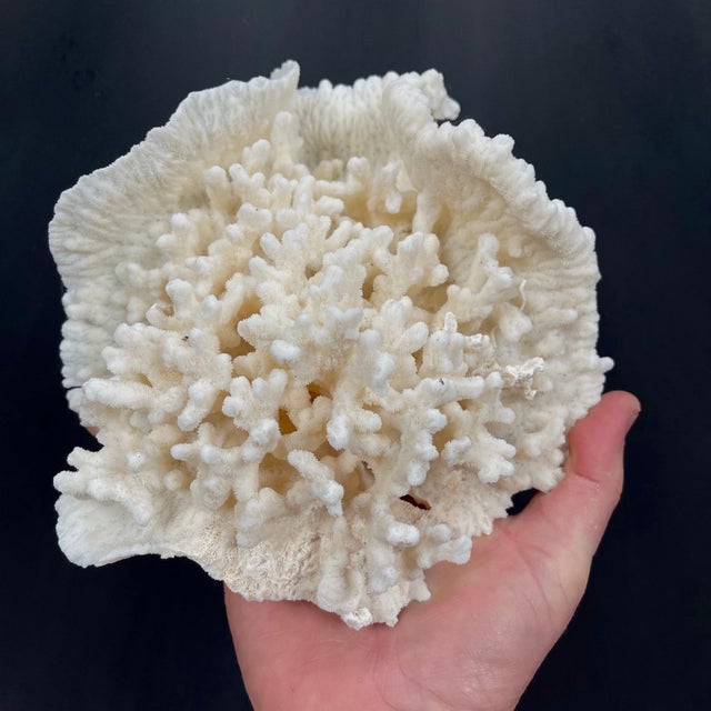 Vintage Natural Merulina White Coral Specimen For Sale - Image 9 of 13