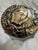 Late 19th Century Sterling Silver Topped Powder Jar For Sale - Image 10 of 11
