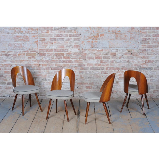 Mid-Century Chairs in Walnut attributed to Antonín Šuman, Czech, 1950s, Set of 4 For Sale - Image 15 of 18